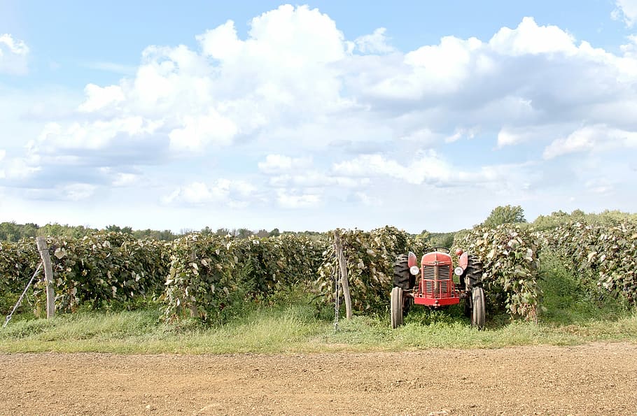 Red, Tractor, Farm, Grape, Field, Sky, grape field, clouds HD wallpaper