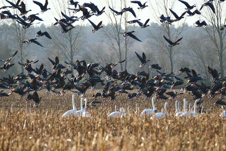 geese, whooper swan, bird, swans, goose, migratory bird, water bird, HD wallpaper
