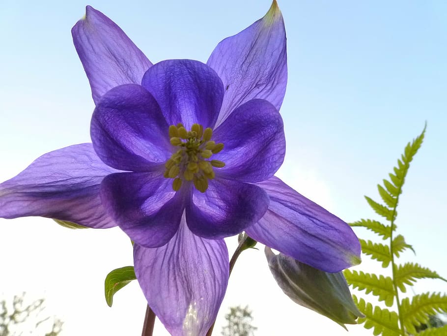 akelei, flower, nature, plant, purple, petal, flower Head, blue HD wallpaper