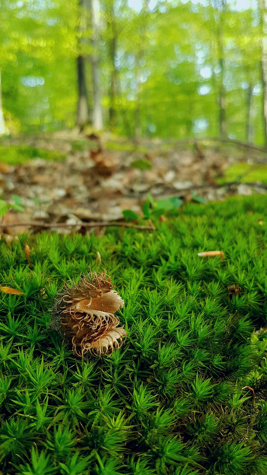 muscles, nature, forest, chestnuts, green, leaves, dry, romania HD wallpaper