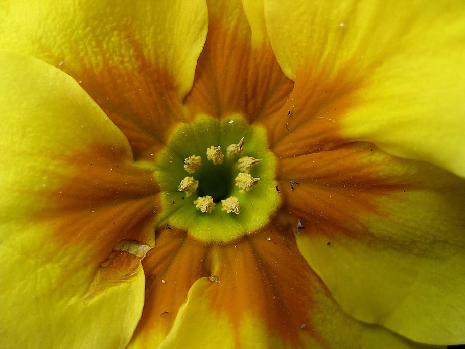 Blossom, Bloom, Yellow, Spring, Flower, close, stamp, yellow flower HD wallpaper