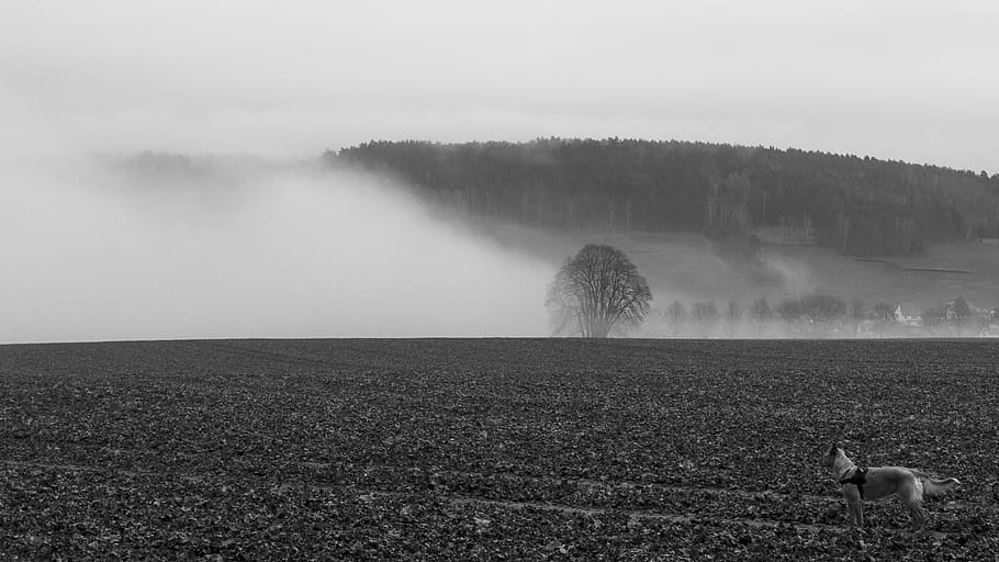 forest, tree, fog, cloud, nature, landscape, hill, mountains HD wallpaper