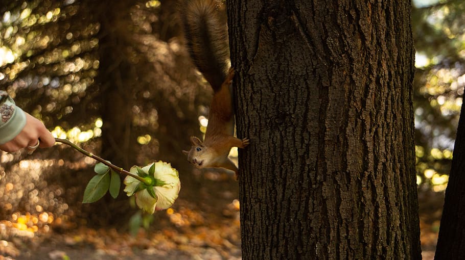 Forest tails