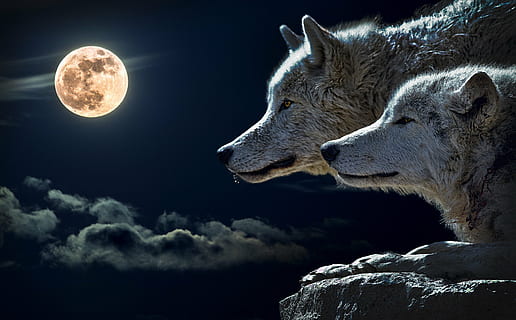 two wolves looking at full moon wallpaper, wolf, torque wolf HD wallpaper
