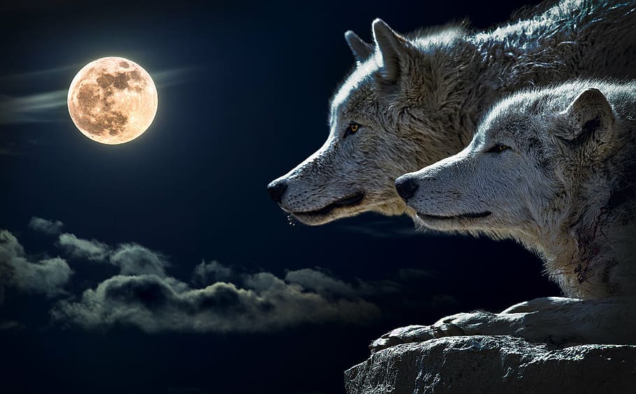 HD wallpaper: two wolves looking at full moon wallpaper, wolf, torque wolf  | Wallpaper Flare