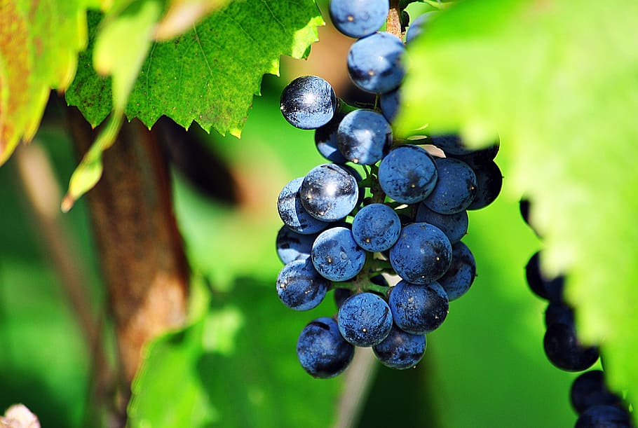 grapes, leaves, sun, healthy eating, fruit, food and drink HD wallpaper
