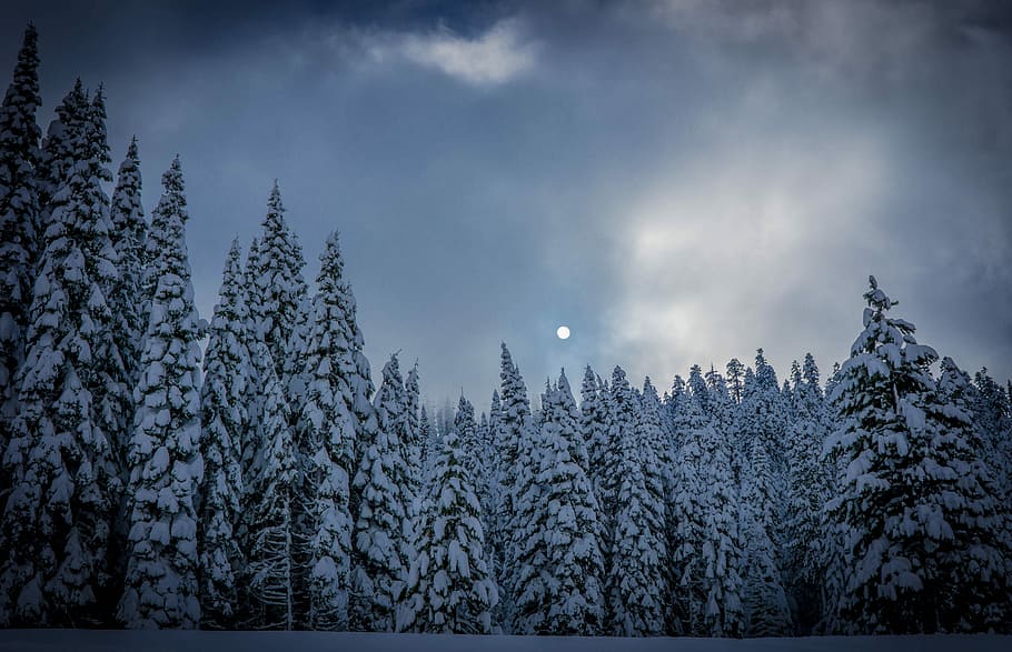 green leafed trees covered by snow under the cloudy sky, white snow on trees HD wallpaper