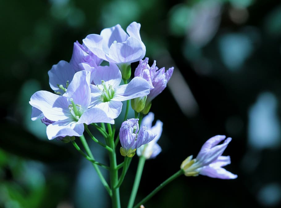 smock, flower, herb, violet, blossom, bloom, flowering plant HD wallpaper