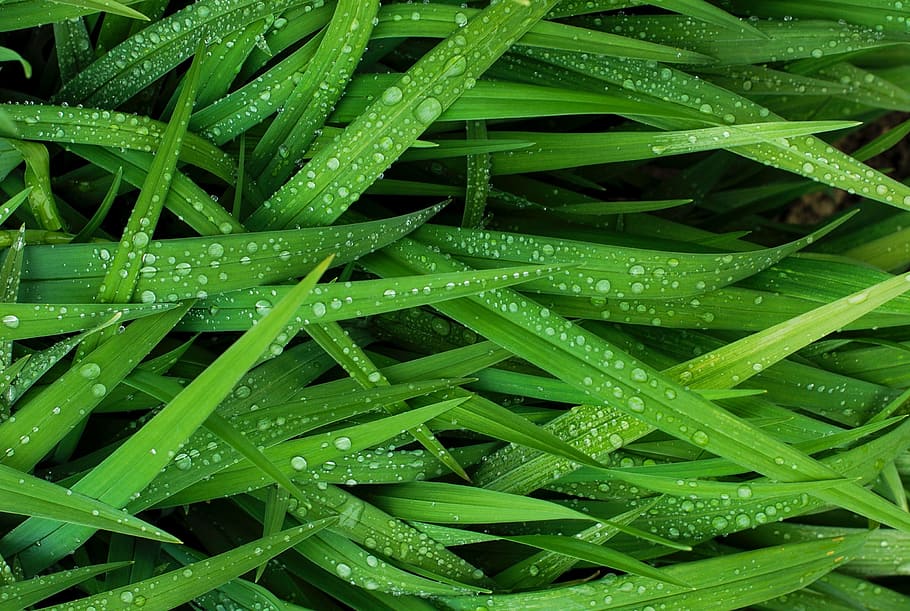 drops, water, green, grass, rain, wet, nature, leaves, green color HD wallpaper