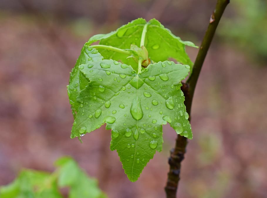 Sweetgum, Leaves, new sweetgum leaves, foliage, rain-wet, tree