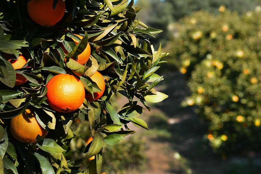 orange fruits and green leafs, tree, citrus, food, spain, andalucia, HD wallpaper