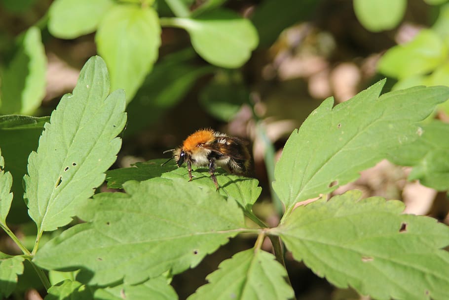 bumblebee, nature, insect, plant part, leaf, animal themes HD wallpaper