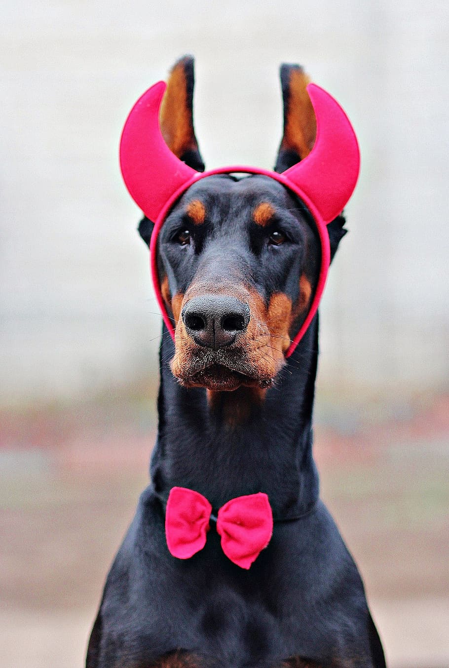 Doberman, Devil, Dog, Carnival, dog carnival, dress, horns, HD wallpaper