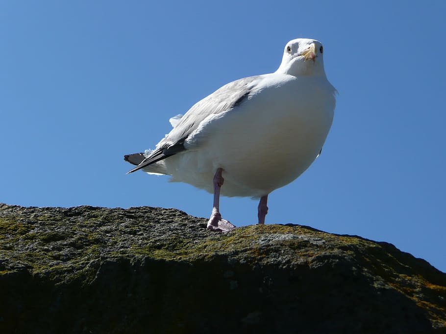 seagull, bird, pacific, ocean, rock, animal, feathered, nature HD wallpaper