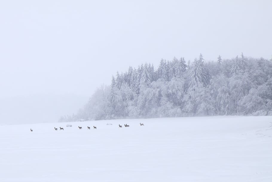 group of animal running on snow photo, Roe, Cold, Deer, Doe HD wallpaper