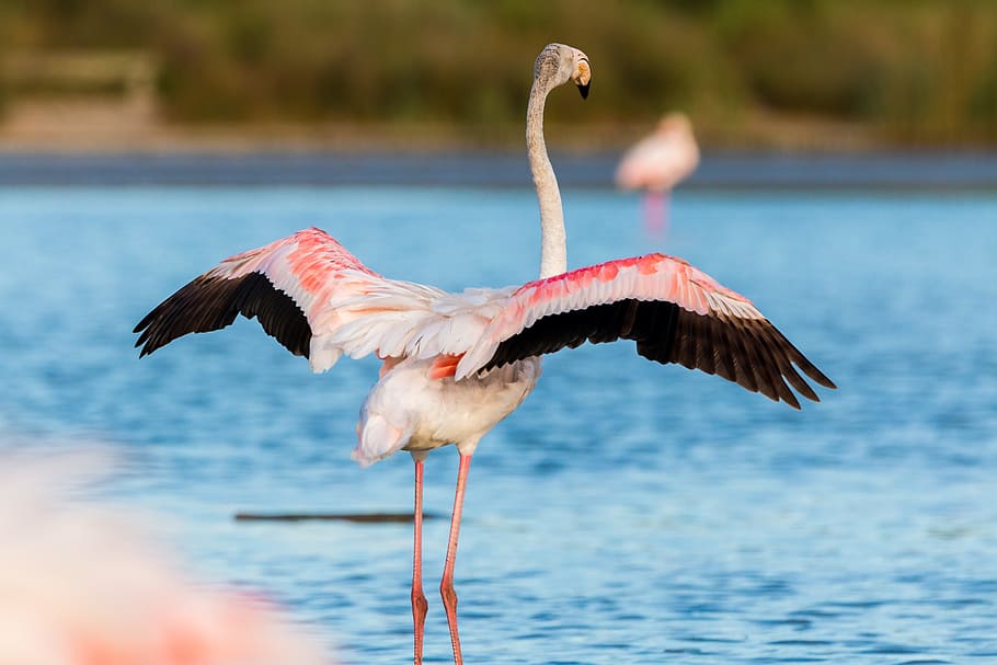 pink and white pelican beside body of water, flamingo, flamingos, HD wallpaper