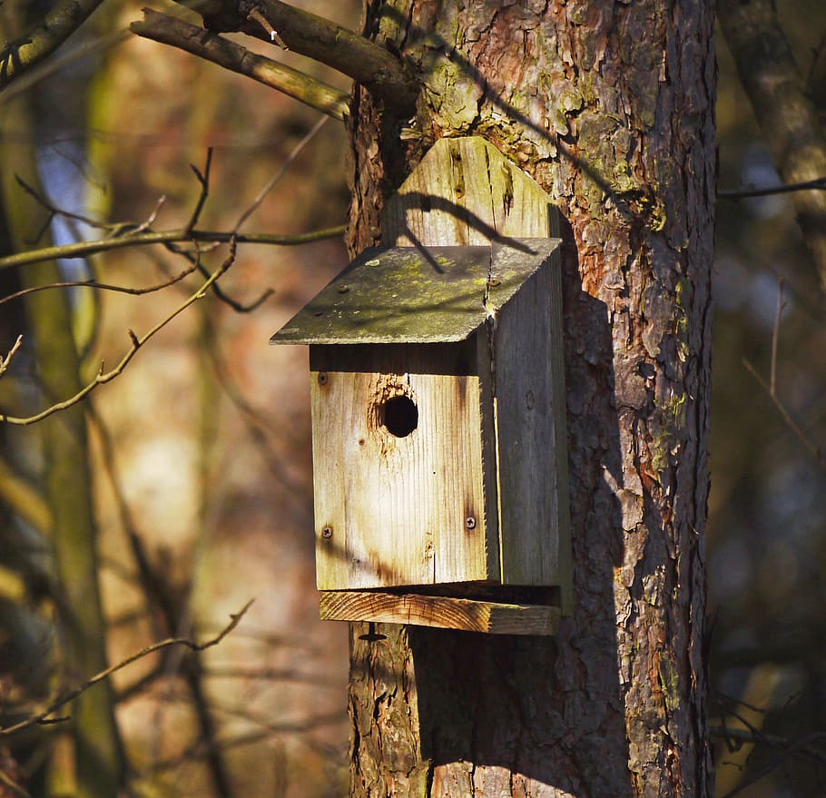 nesting box, forest, pine, sunbeam, damaged, aviary, tree, einflugloch