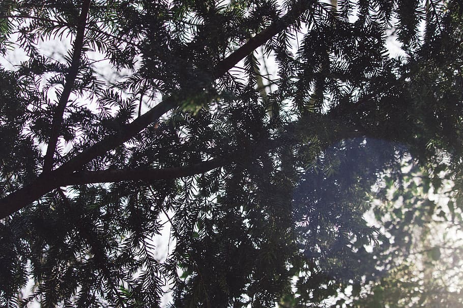 low angle photographty of green leafed trees during daytime HD wallpaper