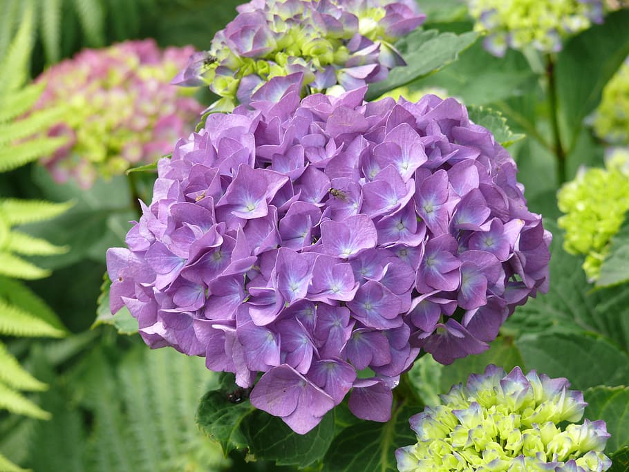 hydrangea, purple, flower, nature, flowering plant, beauty in nature HD wallpaper
