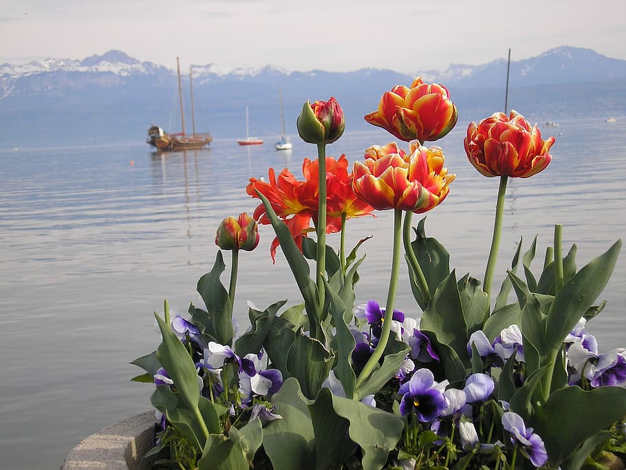 lake geneva, tulips, may, galley, morges, nature, flower, summer