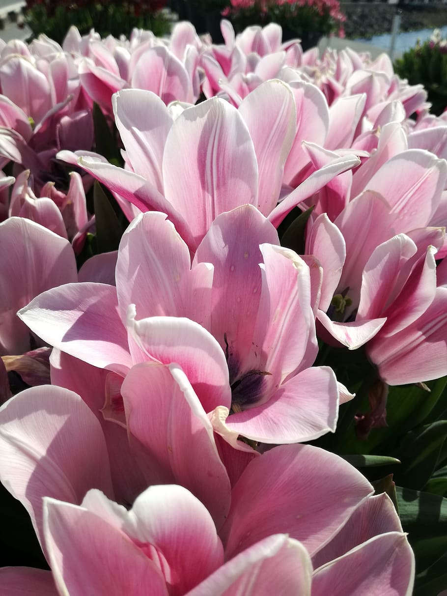 flowers, tulips, flowering plant, pink color, petal, vulnerability HD wallpaper