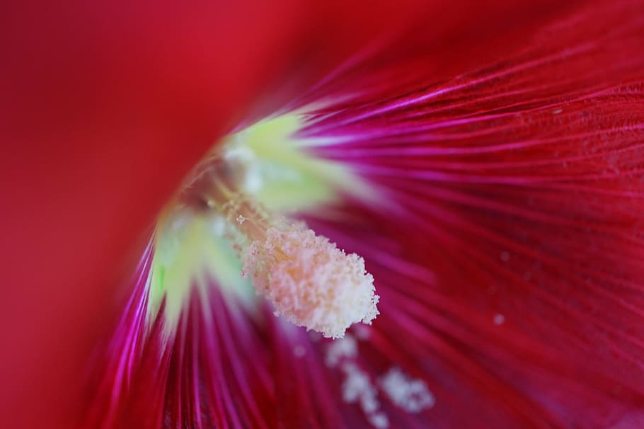 hibiscus, red, macro, blossom, bloom, flower, freshness, flowering plant HD wallpaper