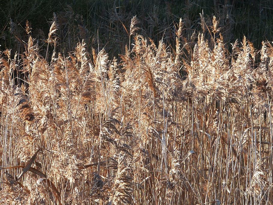 grass, dry, long, nature, countryside, growth, plant, field HD wallpaper