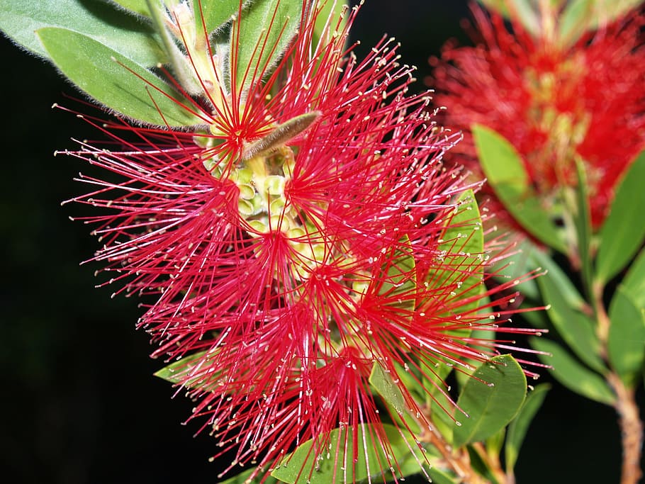 Flower, Brightness, red flower, nature, growth, plant, no people HD wallpaper