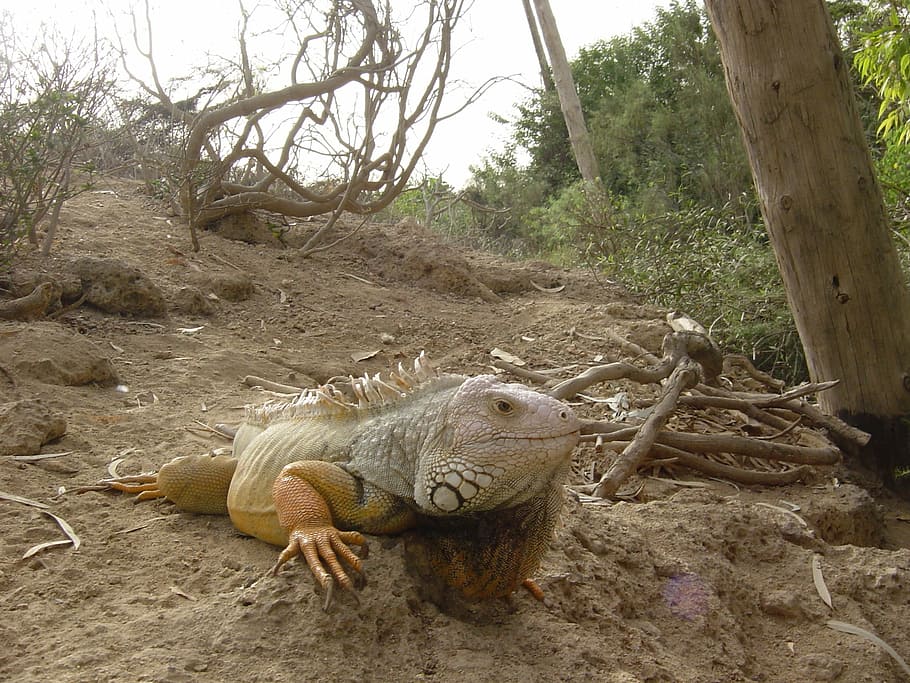 Iguana, Lizard, Creeping, Things, Animals, creeping things HD wallpaper