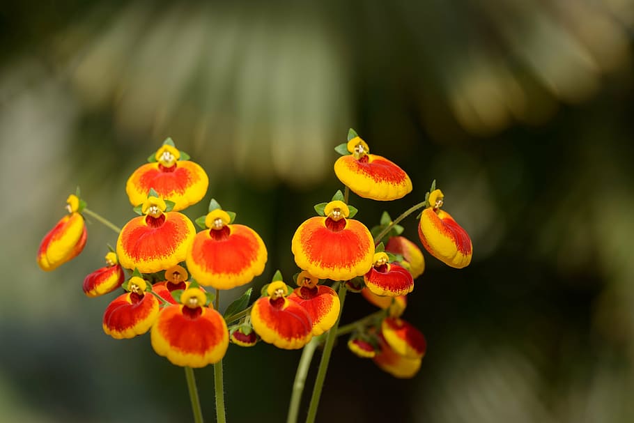 flowers, red, yellow, red flowers, close, plant, nature, close-up HD wallpaper