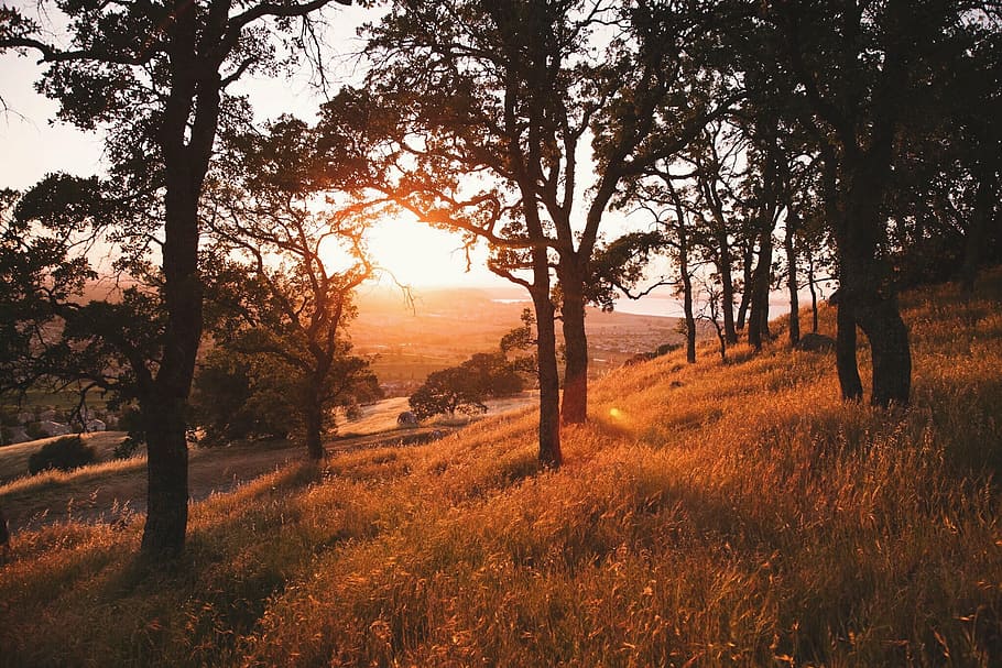 tree on hill, sunlight, sunshine, sunset, sunrise, grass, nature HD wallpaper