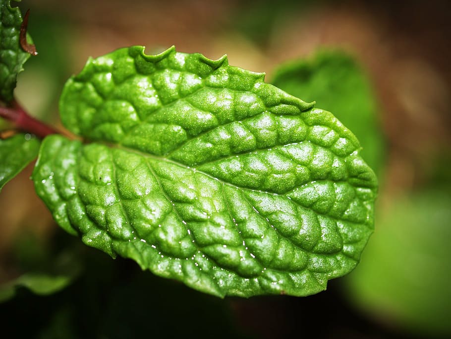selective-focus photo of a green leaf, mint, menthol, herb HD wallpaper