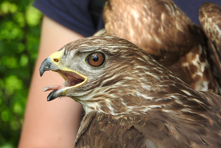 buzzard, predator, head, beak, the language of the, eye, bird of prey HD wallpaper