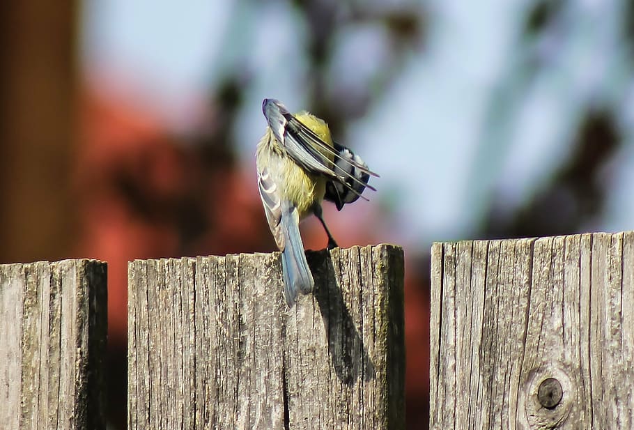 titmouse, bird, animal, preen, nature, small bird, wood - material HD wallpaper