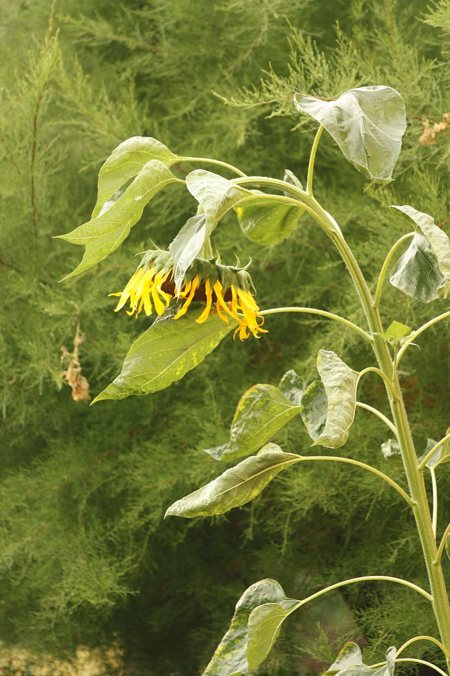 sunflower, summer, yellow, summer plants, eating, growth, leaf HD wallpaper
