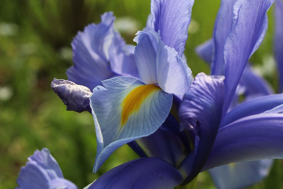 purple iris flower in close-up photography, garden flowers HD wallpaper