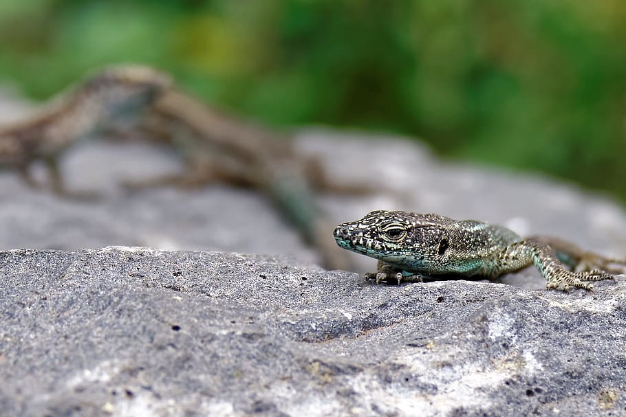 Lizard, Stone Wall, Reptile, Curious, animal world, creature HD wallpaper