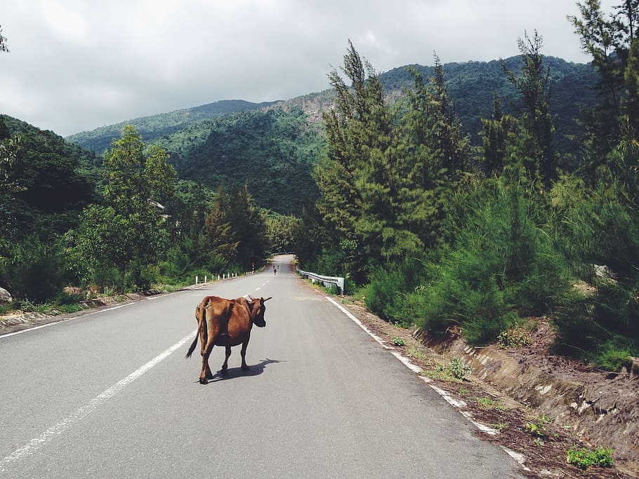 cow walking in the middle of road between trees leading to mountain, brown cow walking on roadway between green leafed trees HD wallpaper