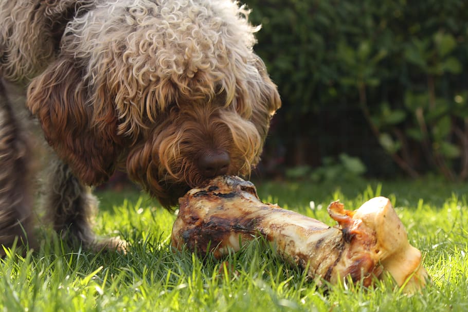 dog, food, bot, animal themes, domestic, mammal, domestic animals HD wallpaper