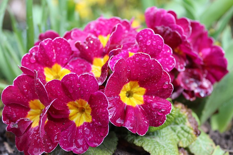 Primrose, Flowers, Spring, Pink, Plant, close, nature, spring flower HD wallpaper
