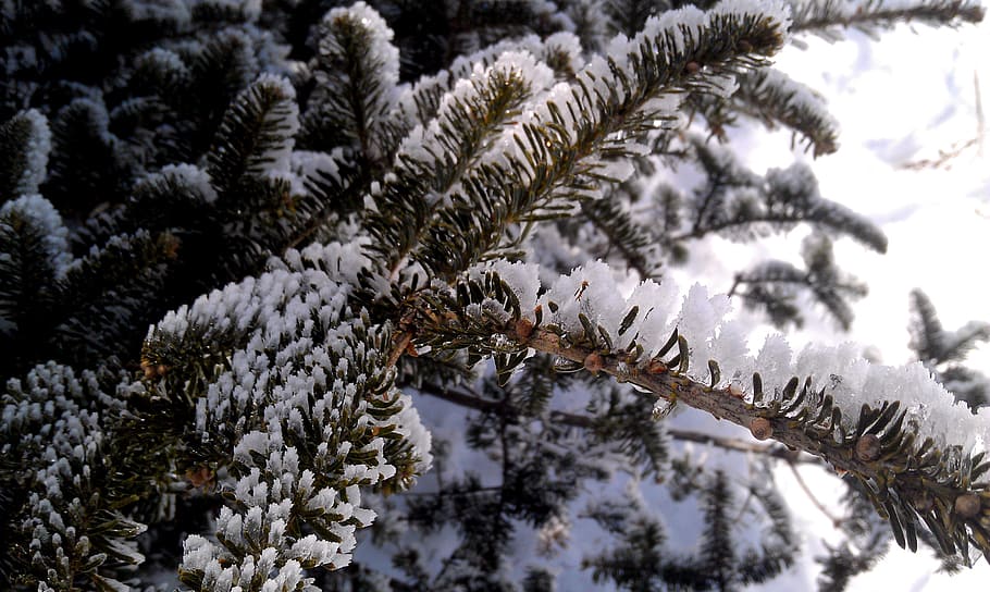 winter, pine, ice, snow, tree, winter trees, cold, forest, white HD wallpaper