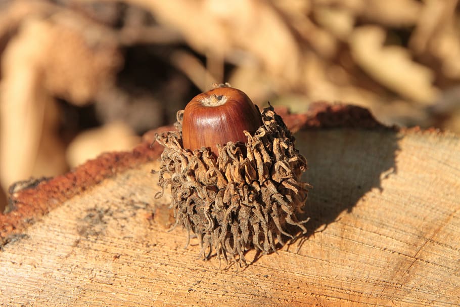acorns, fall, nut, oak, trees, woods, nature, close-up, food and drink HD wallpaper