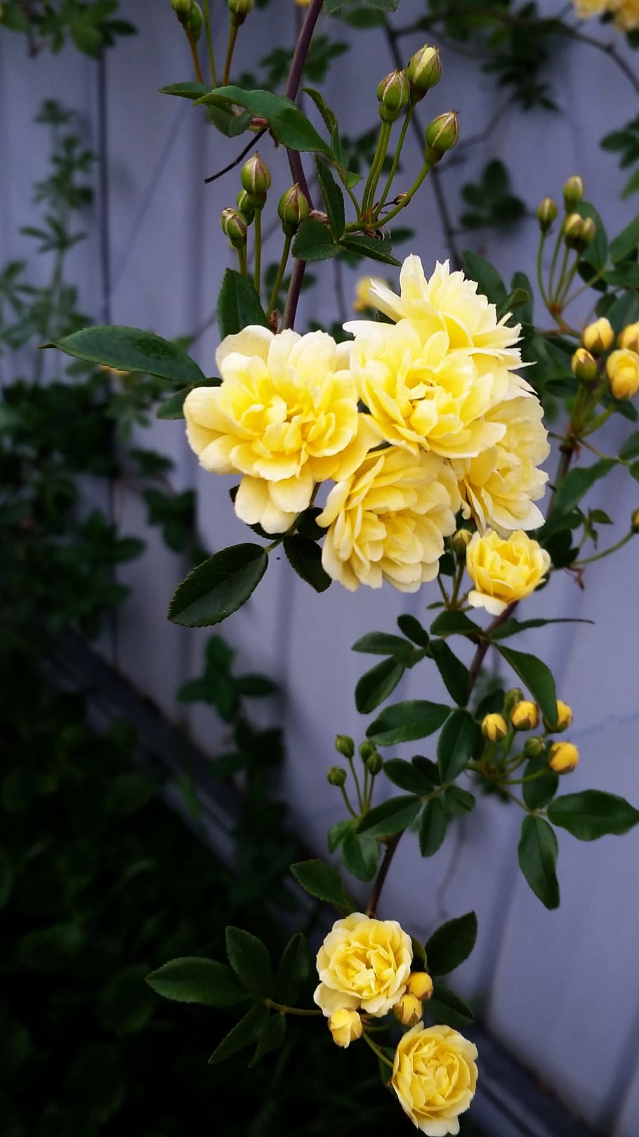 rose, yellow, trailing, flowering plant, vulnerability, fragility HD wallpaper