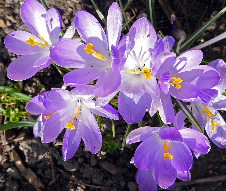 dwarf crocuses, bright, early spring, march sun, flower, nature HD wallpaper