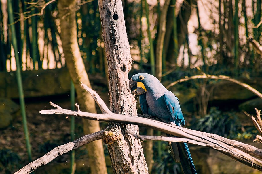 blue and purple macaw perched on tree branch, bird, jungle HD wallpaper
