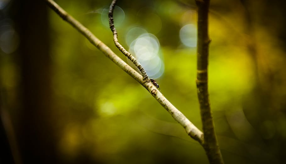 ant, forest, nature, stick, tree, plant, focus on foreground HD wallpaper