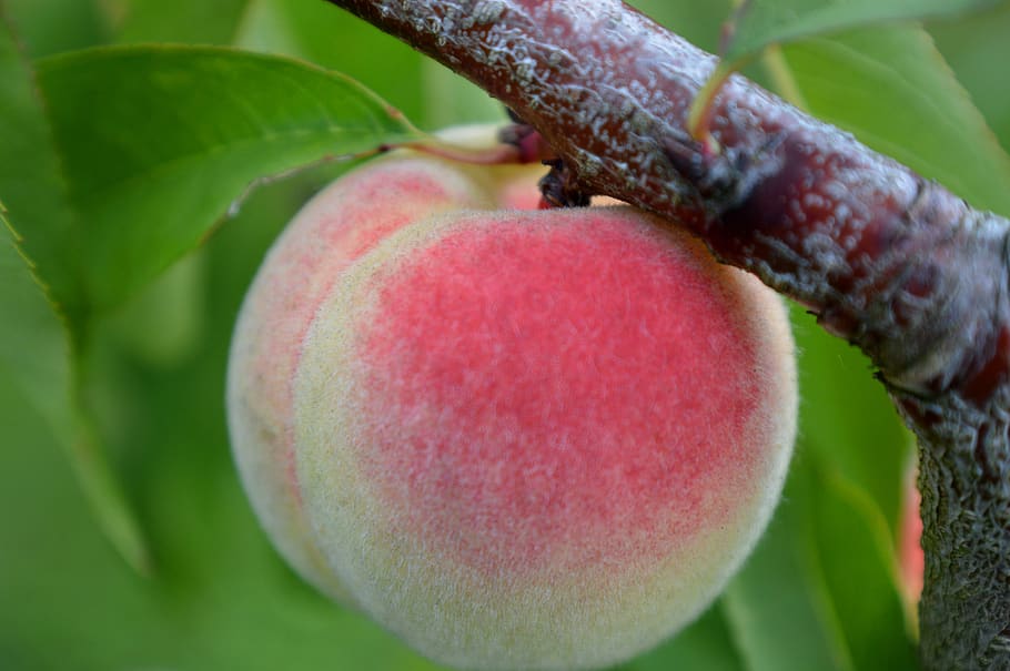 peach, close up, peach tree, fruit, healthy eating, food and drink HD wallpaper