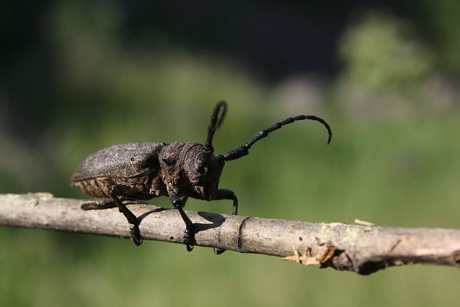 Beetle, Insect, Nature, Arthropod, cincér, flying insects HD wallpaper