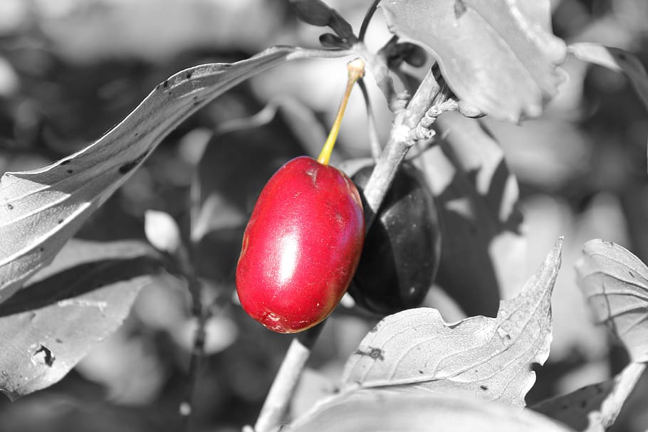 nature, cornel, dirndl, food, red, food and drink, fruit, plant HD wallpaper