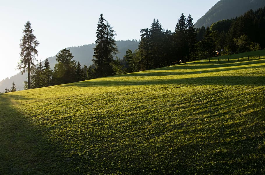 sunset, shadow, nature, landscape, meadow, mood, grass, sunbeam HD wallpaper